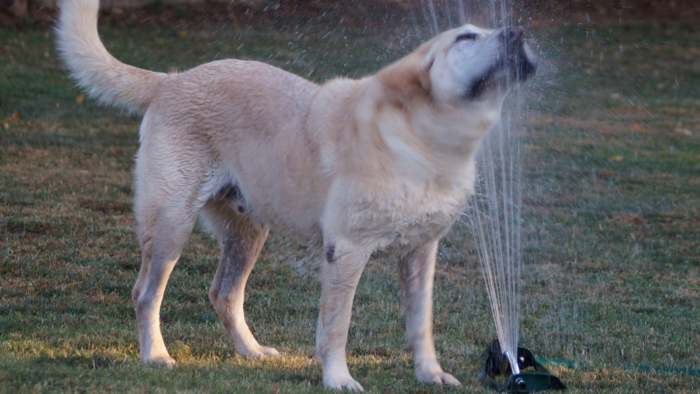 It's hot. Even for dogs.